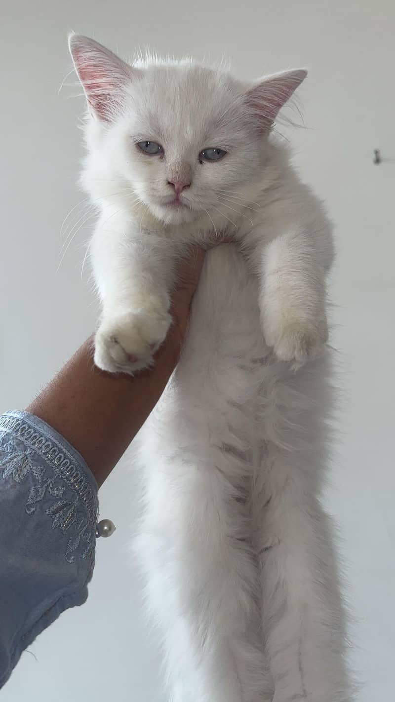 white kitten 1