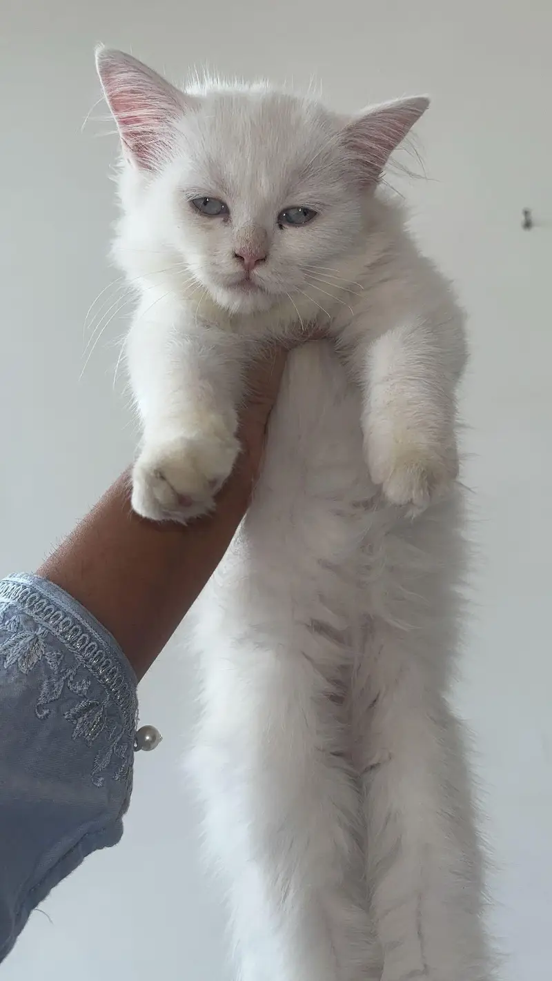 white kitten — photo 2