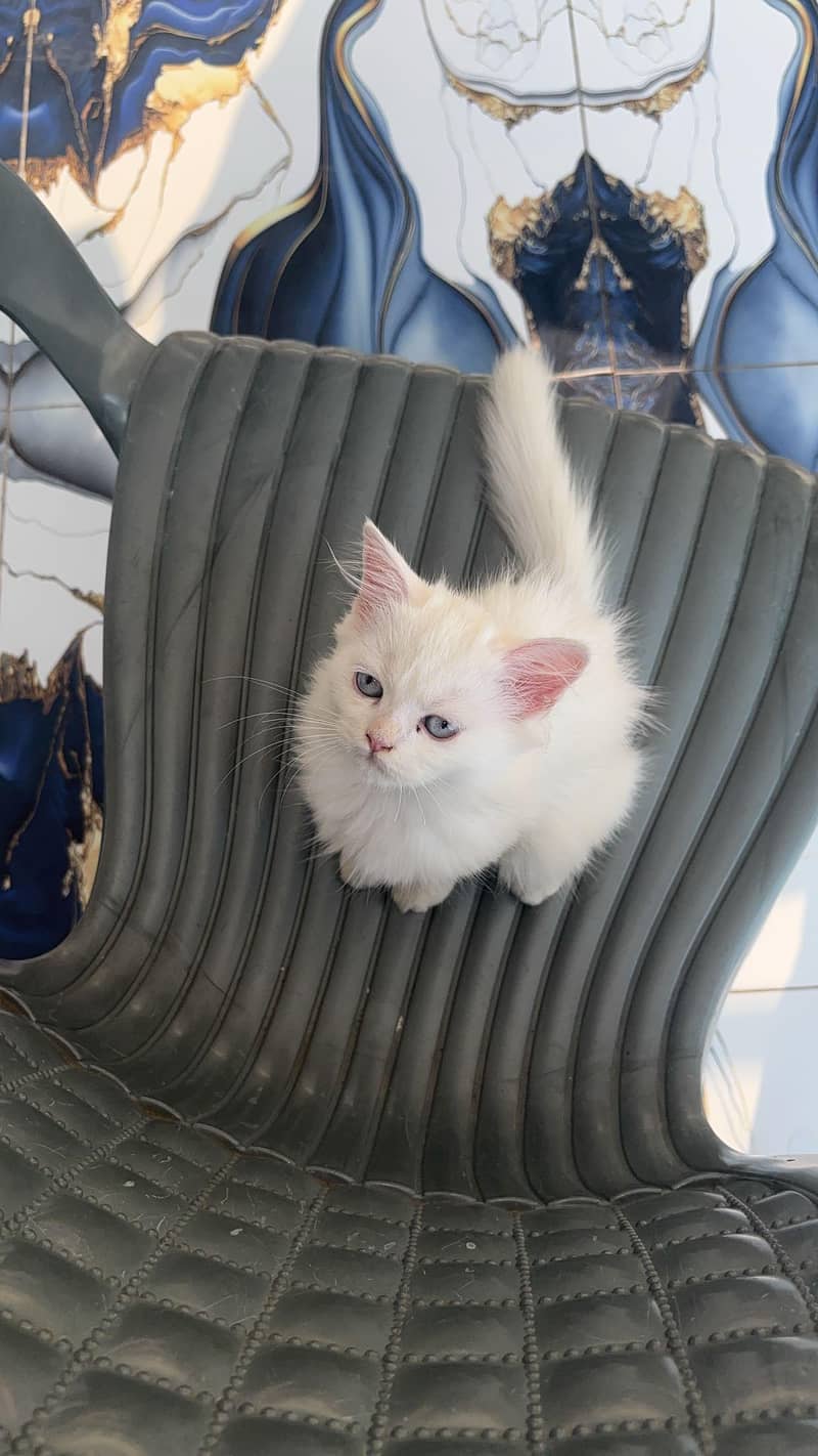 white kitten 2