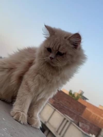 Ye Cats Male Hy 1 Year Age Hy Buhat Hi Khobsurat Hy Peyar Hy Chota Sa