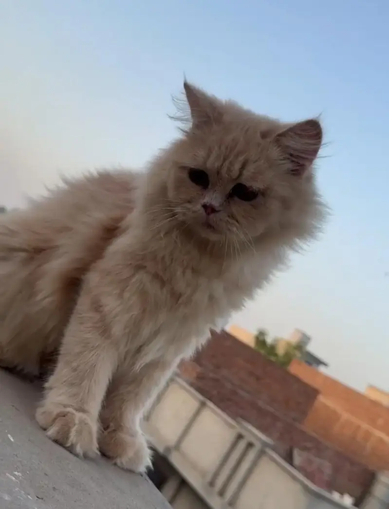 Ye Cats Male Hy 1 Year Age Hy Buhat Hi Khobsurat Hy Peyar Hy Chota Sa — photo 2