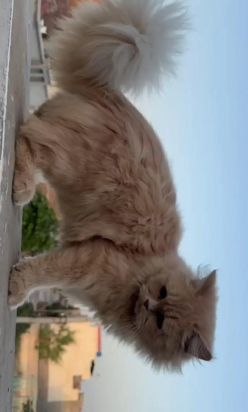 Ye Cats Male Hy 1 Year Age Hy Buhat Hi Khobsurat Hy Peyar Hy Chota Sa — photo 3
