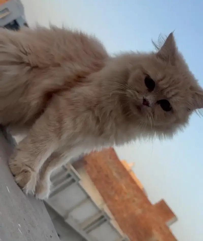 Ye Cats Male Hy 1 Year Age Hy Buhat Hi Khobsurat Hy Peyar Hy Chota Sa — photo 4