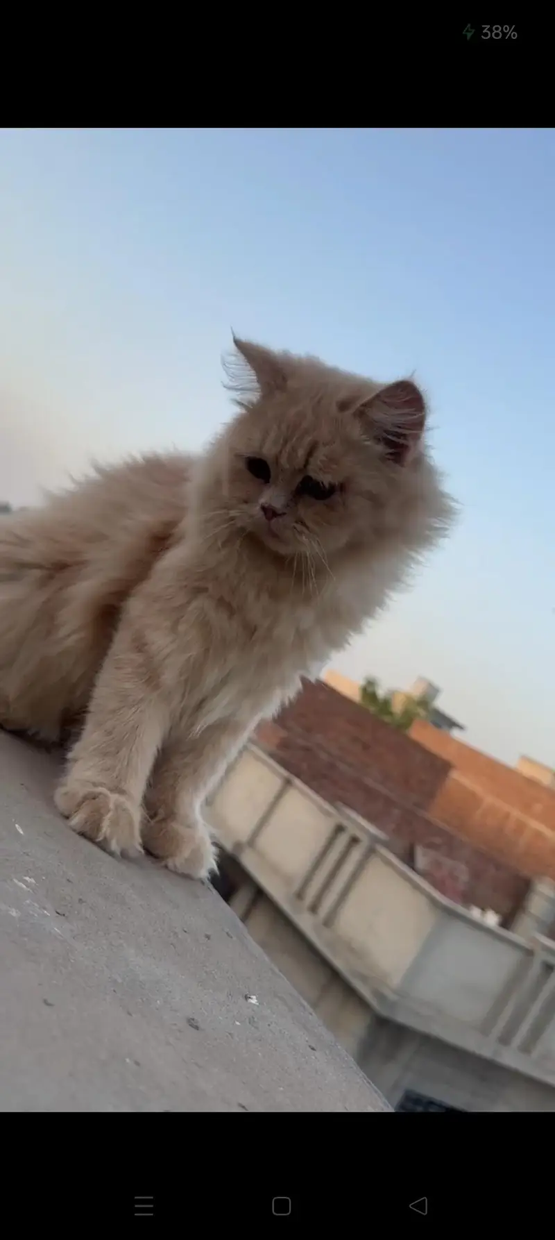 Ye Cats Male Hy 1 Year Age Hy Buhat Hi Khobsurat Hy Peyar Hy Chota Sa — photo 5
