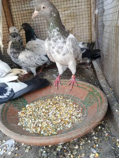 Pigeons mix / Kabutar High flyer, Golden,Teddy