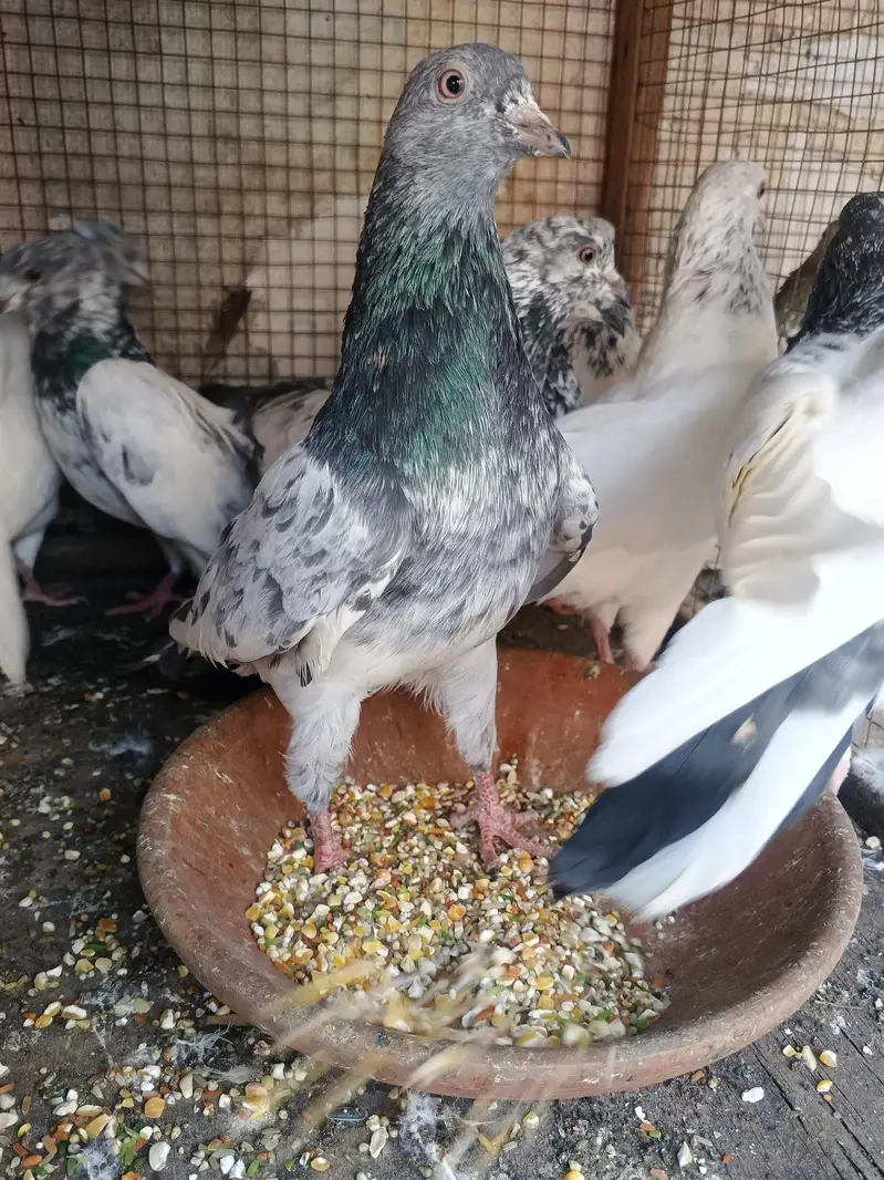 Pigeons mix / Kabutar High flyer, Golden,Teddy — photo 2
