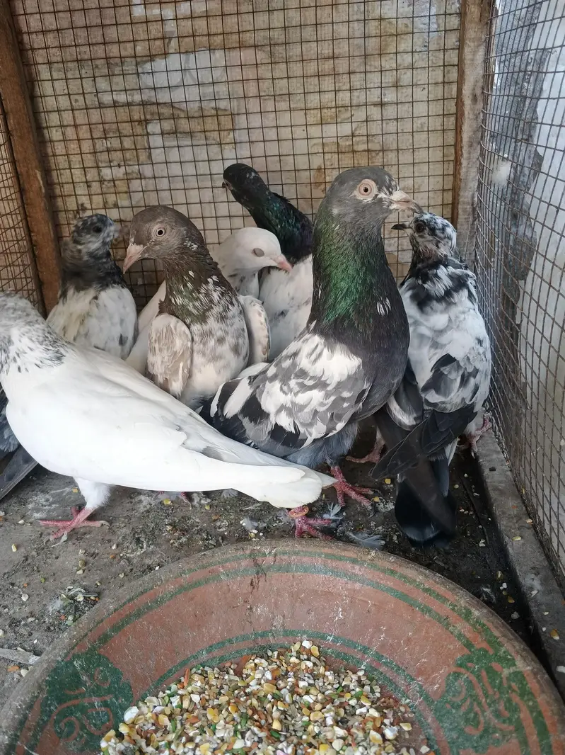 Pigeons mix / Kabutar High flyer, Golden,Teddy — photo 3