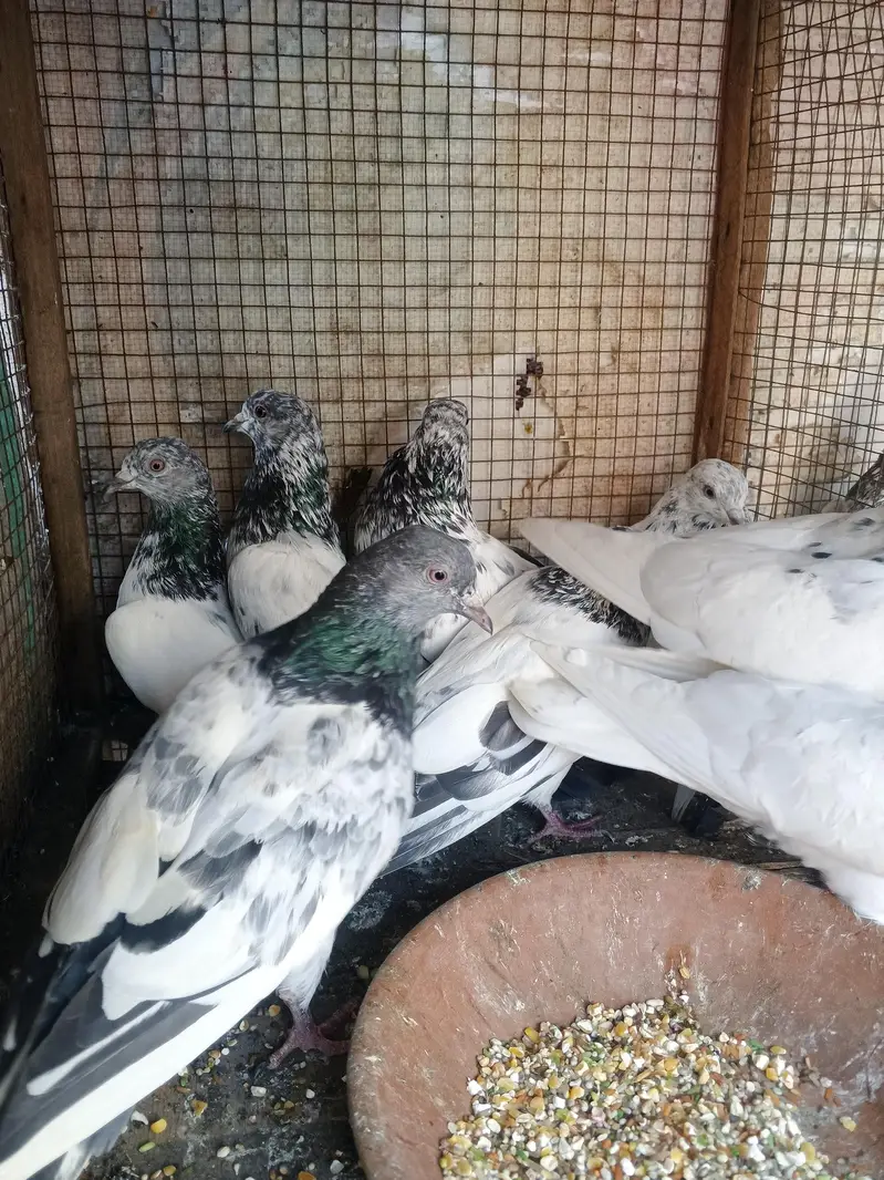 Pigeons mix / Kabutar High flyer, Golden,Teddy — photo 4