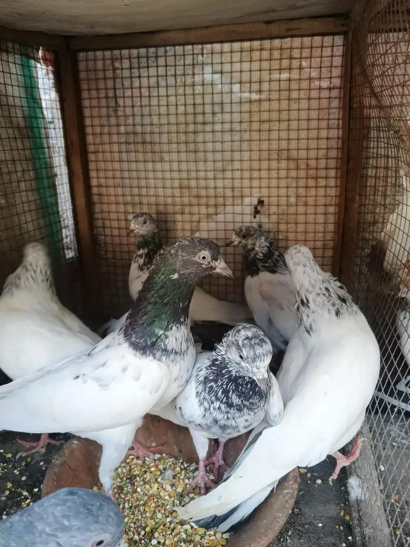 Pigeons mix / Kabutar High flyer, Golden,Teddy — photo 5