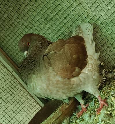breeder king male