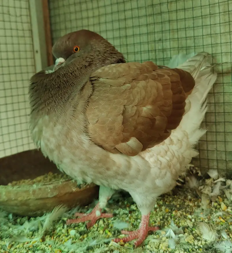 breeder king male — photo 2