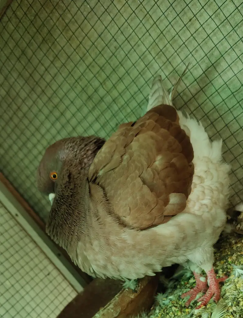 breeder king male — photo 3