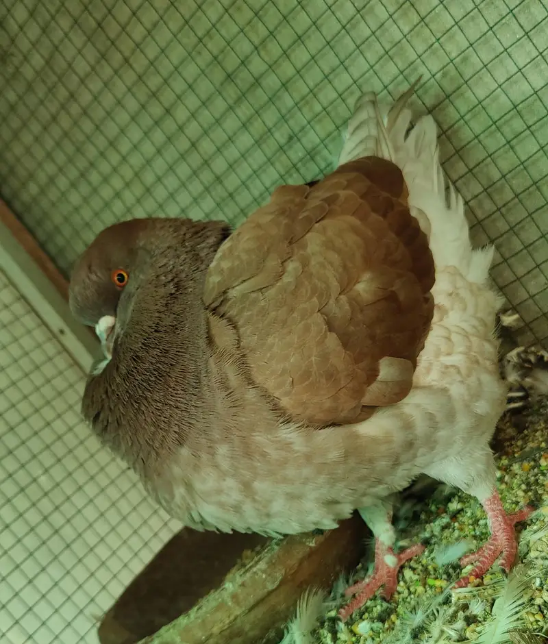 breeder king male — photo 4