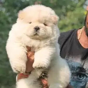 IMPORTED CHOW CHOW PUPPIES ARE AVAILABLE FOR SALE
