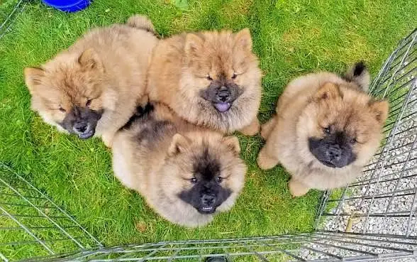 IMPORTED CHOW CHOW PUPPIES ARE AVAILABLE FOR SALE — photo 2