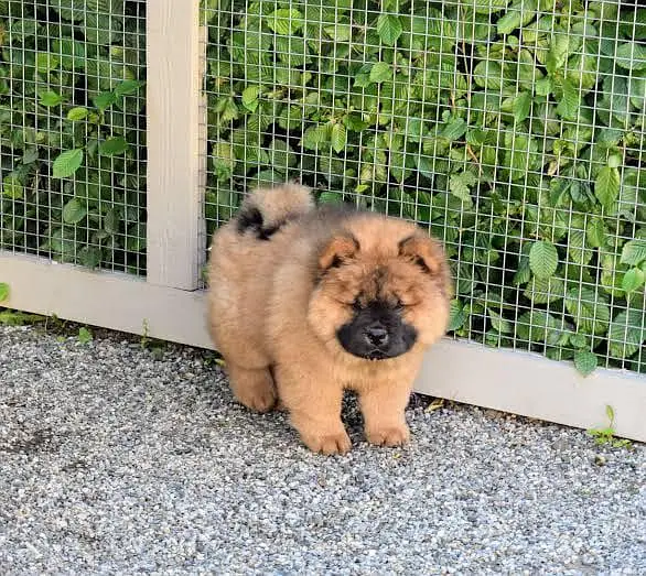 IMPORTED CHOW CHOW PUPPIES ARE AVAILABLE FOR SALE — photo 3