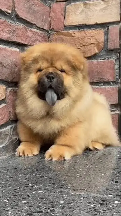 IMPORTED CHOW CHOW PUPPIES ARE AVAILABLE FOR SALE — photo 4