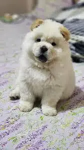 IMPORTED CHOW CHOW PUPPIES ARE AVAILABLE FOR SALE — photo 5