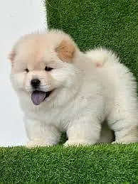 IMPORTED CHOW CHOW PUPPIES ARE AVAILABLE FOR SALE — photo 6