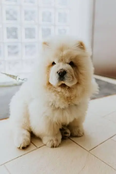 IMPORTED CHOW CHOW PUPPIES ARE AVAILABLE FOR SALE — photo 7