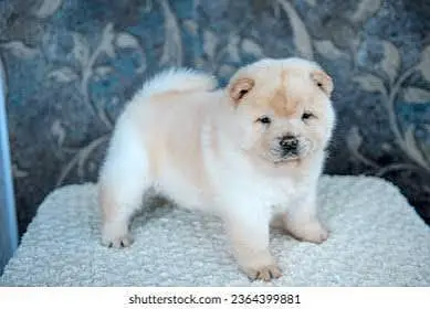 IMPORTED CHOW CHOW PUPPIES ARE AVAILABLE FOR SALE — photo 8