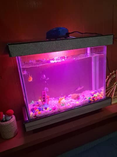 Fish Aquarium