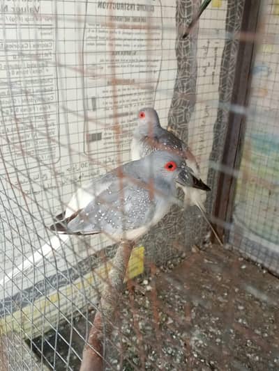 Diamond dove pair#Bugeis pair  Exchange possible