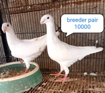 fancy pigeons/swallow/fantail/Jacobin/frillback/lahori sherazi/norwich