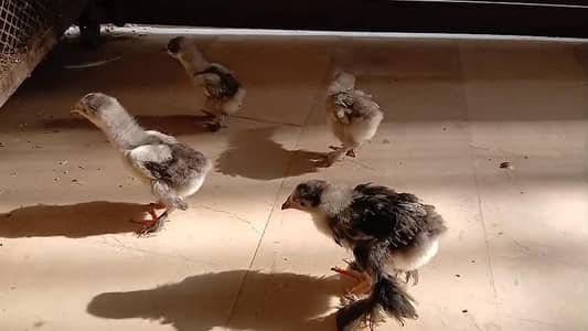Black buff Blue buff Golden buff White Japanese light Sussex bantam