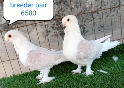 fancy pigeon | kabutar| Jacobin|  frillback saddle | amarican fantail|