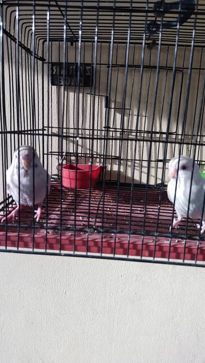 budgie chicks