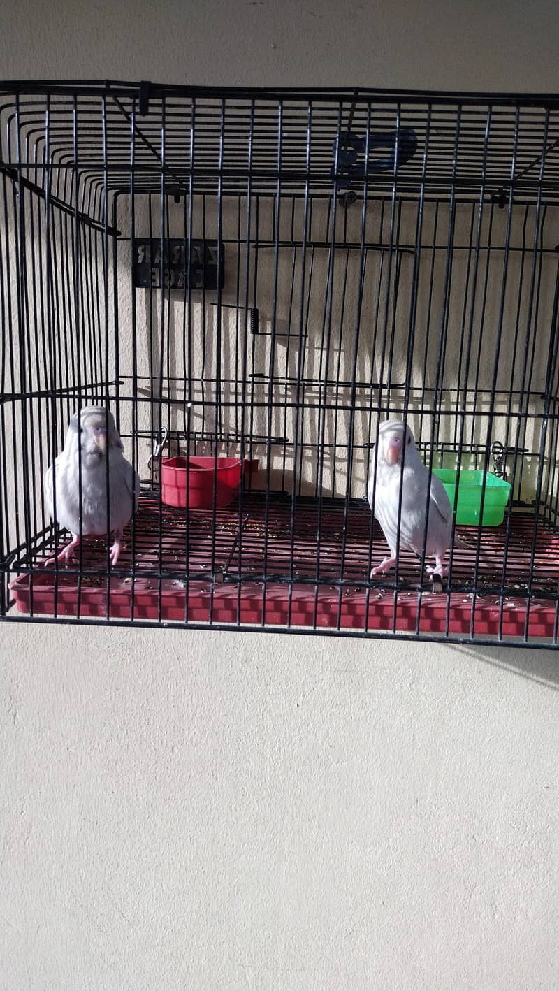 budgie chicks 2