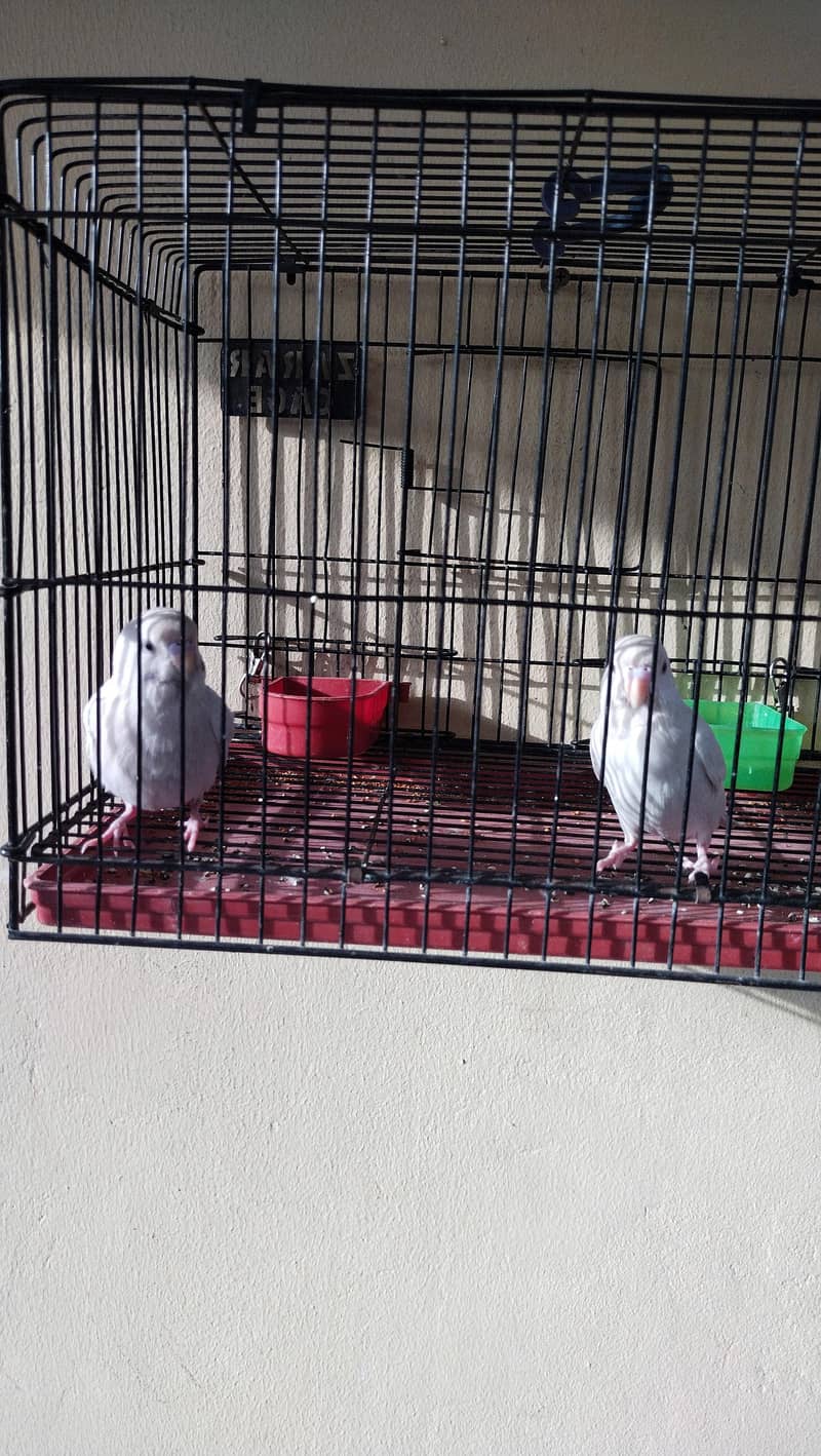 budgie chicks 3