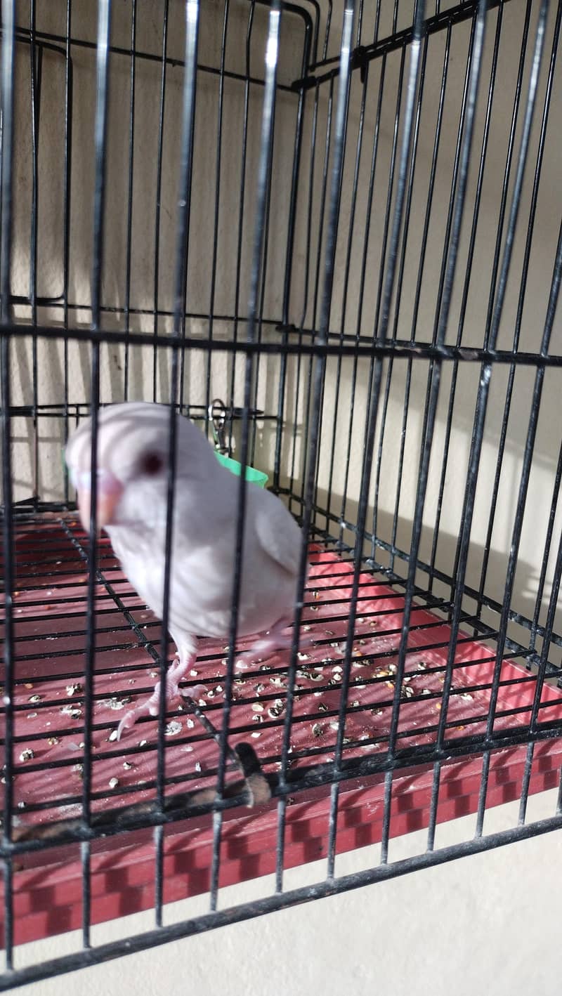 budgie chicks 5