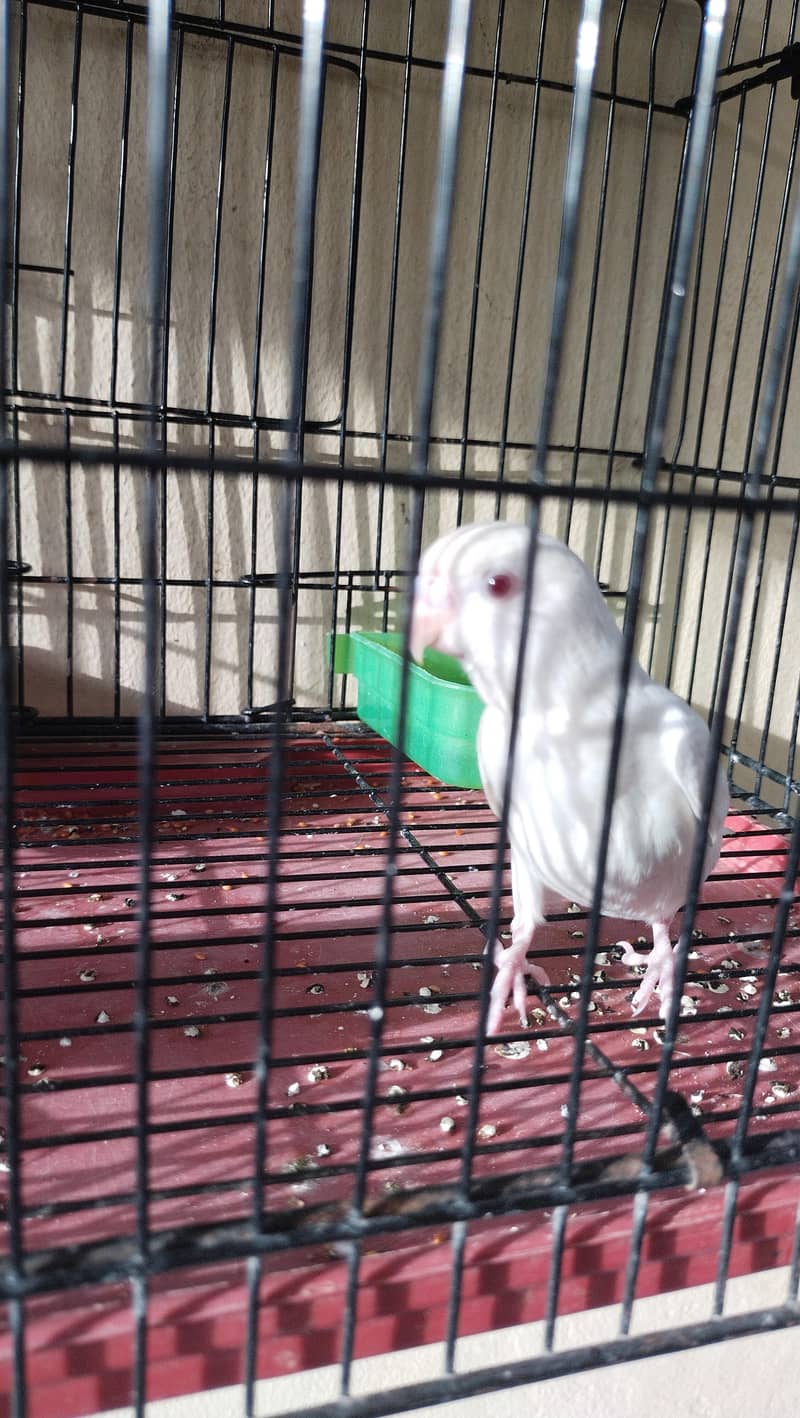 budgie chicks 6