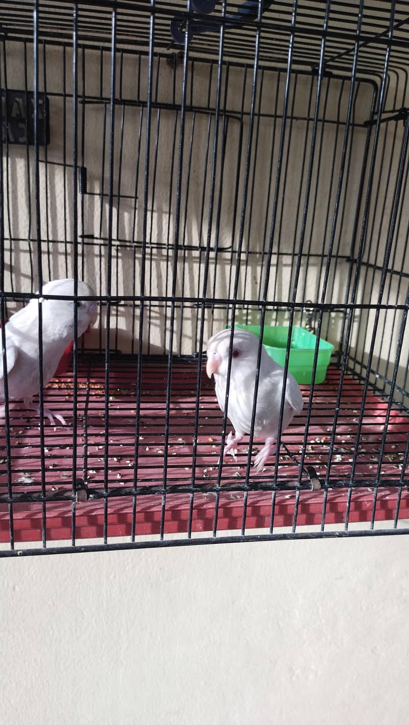 budgie chicks 7