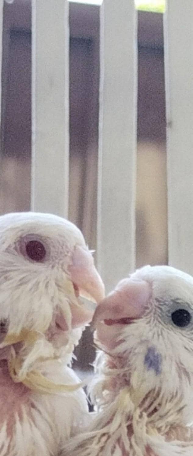 budgie chicks 8