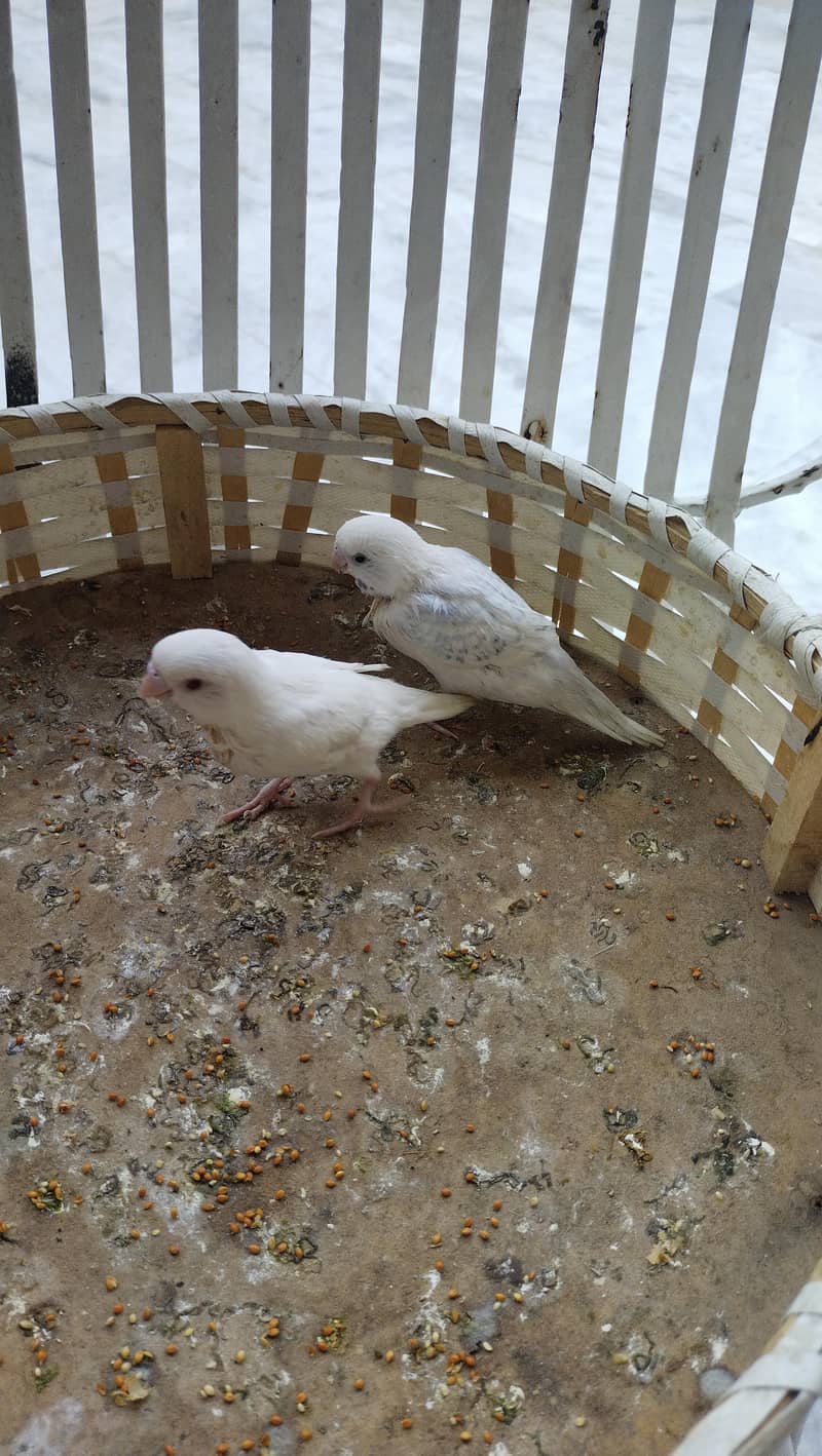 budgie chicks 10