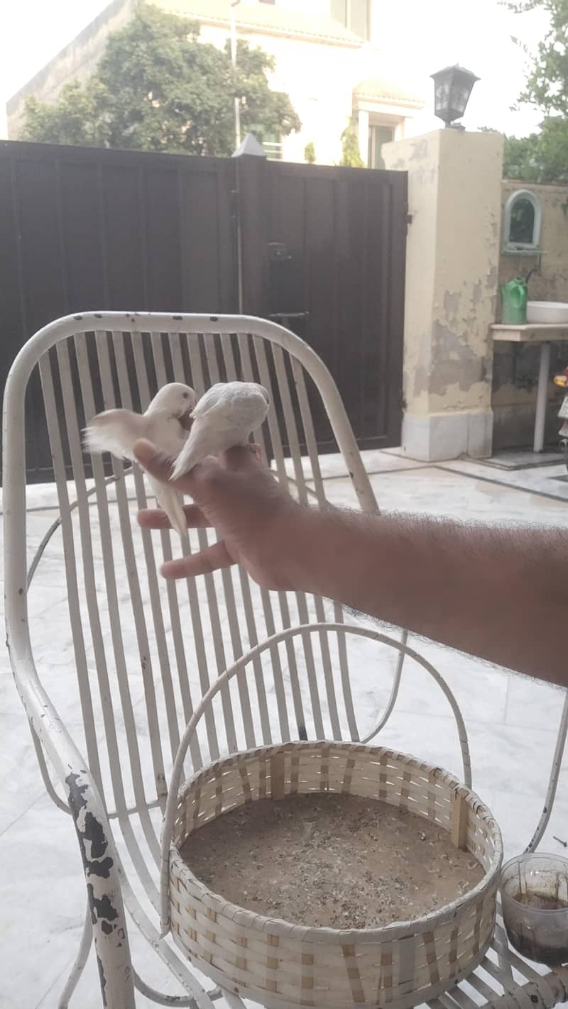 budgie chicks 11
