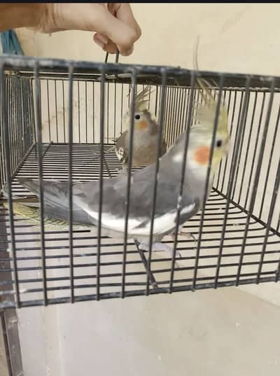 Gray cocktail pair for sale