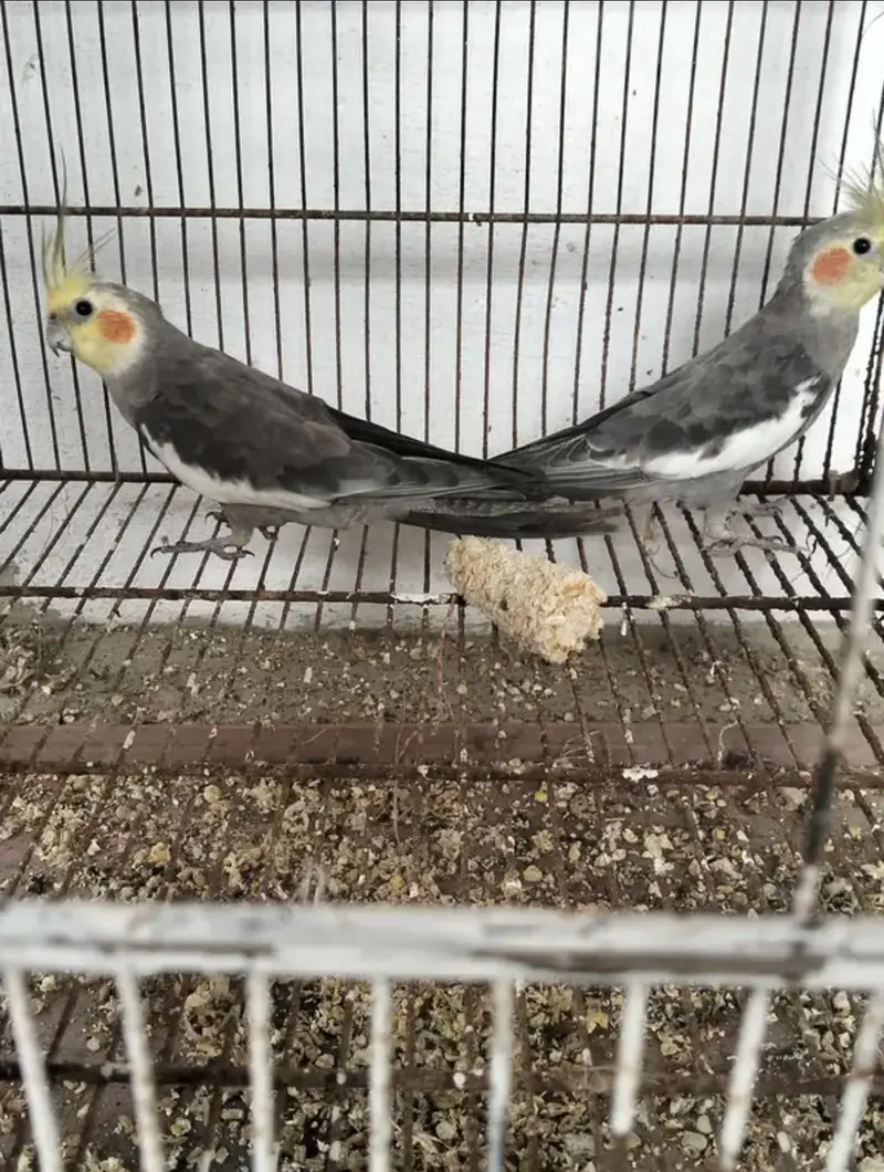 Gray cocktail pair for sale — photo 2