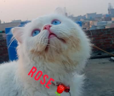Blue eyes male available for mating