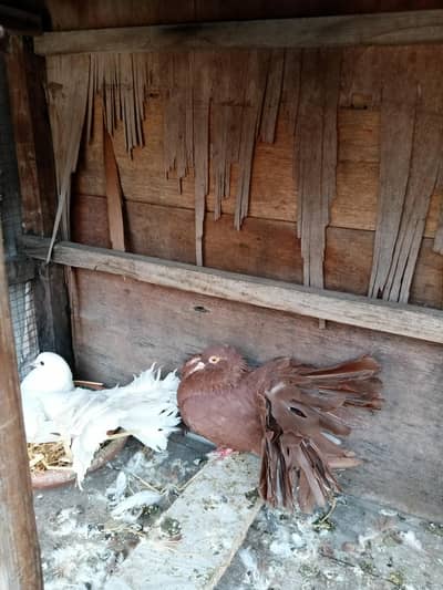 Beautiful fantail breeder pair hai