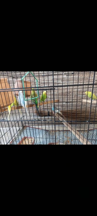 Austrailian birds