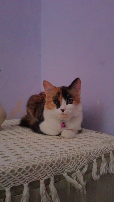 Double Coated Persian cat