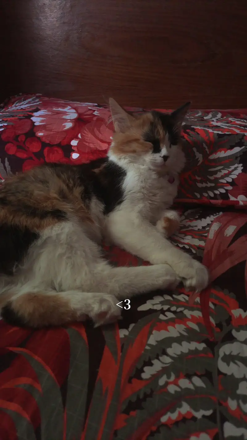 Double Coated Persian cat — photo 2