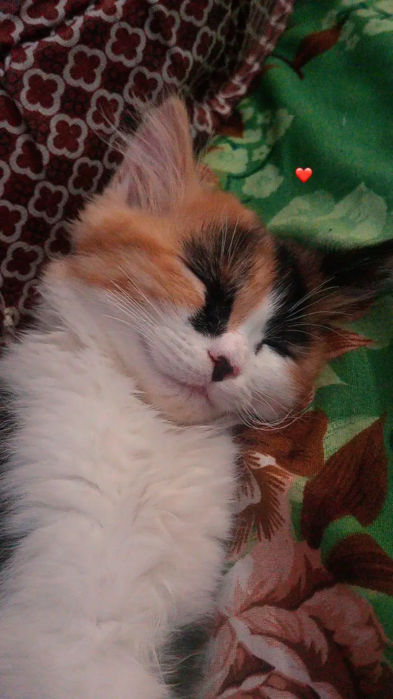 Double Coated Persian cat — photo 3