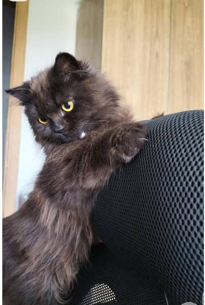 black male cat urgent sale
