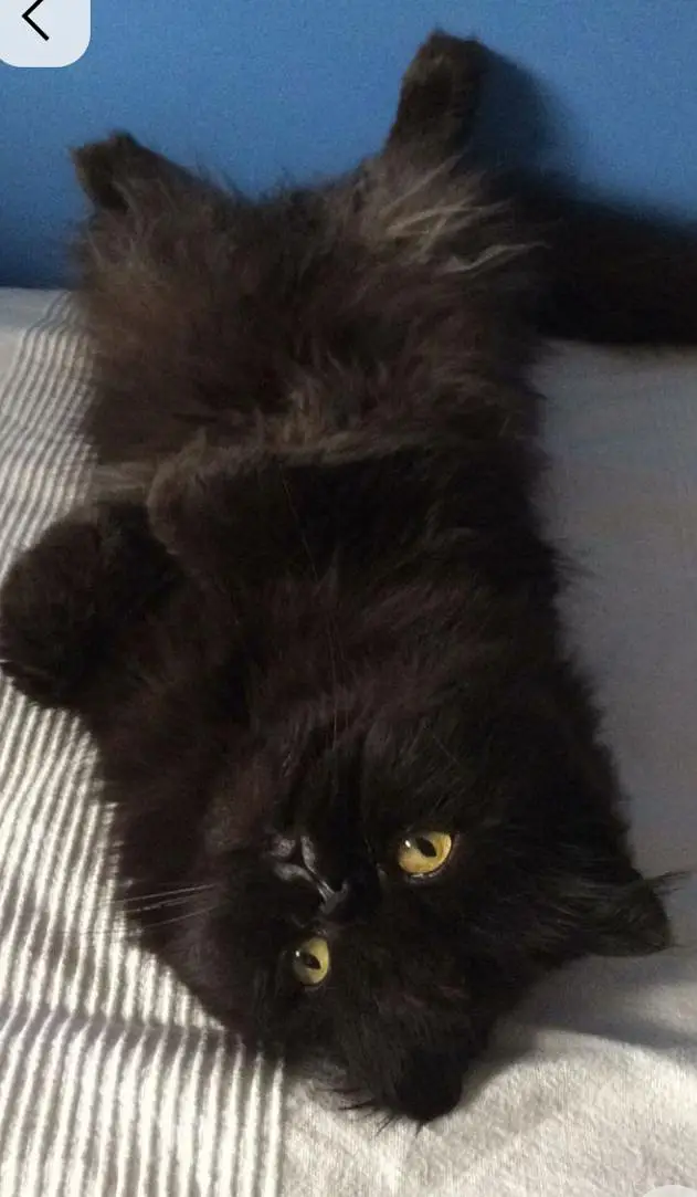 black male cat urgent sale — photo 2