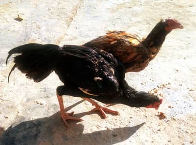 aseel murghy for sale